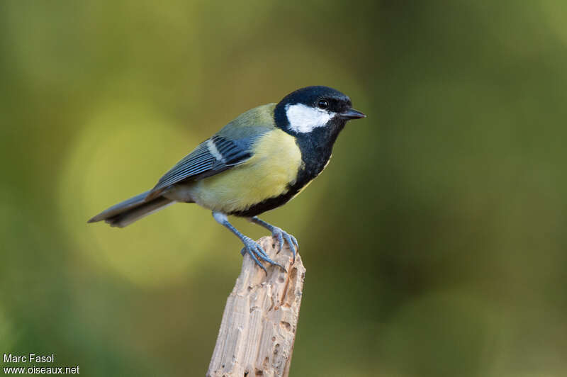 Mésange charbonnière mâle adulte nuptial, identification