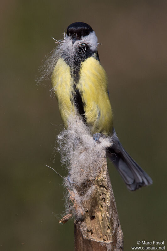 Mésange charbonnièreadulte, identification, Nidification