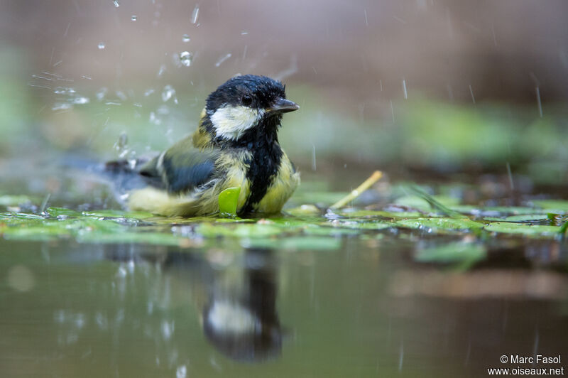 Mésange charbonnièreadulte, soins