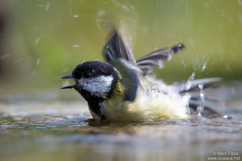 Great Titadult post breeding, identification, care