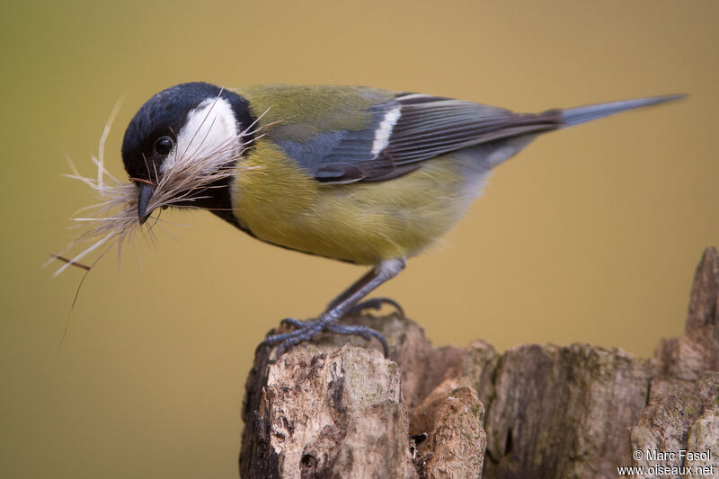 Mésange charbonnièreadulte, identification, Nidification