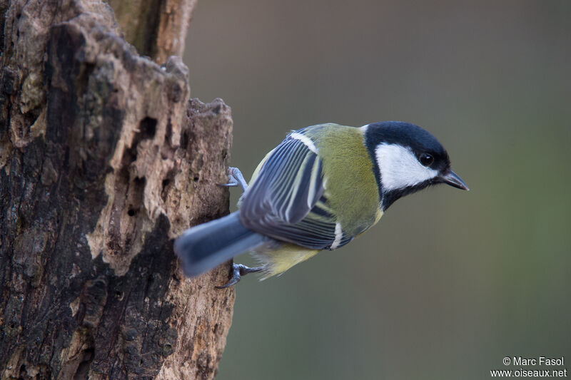 Mésange charbonnièreadulte, identification