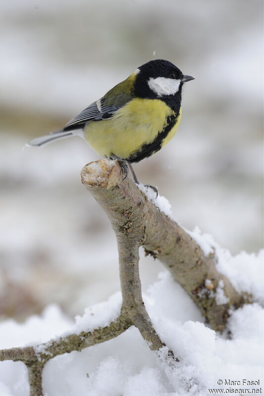 Great Tit male adult post breeding, identification