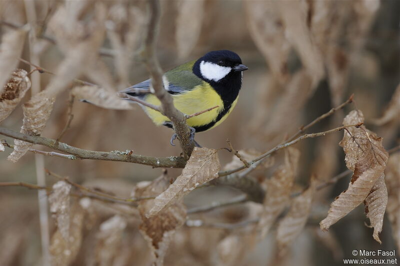 Great Titadult post breeding, identification