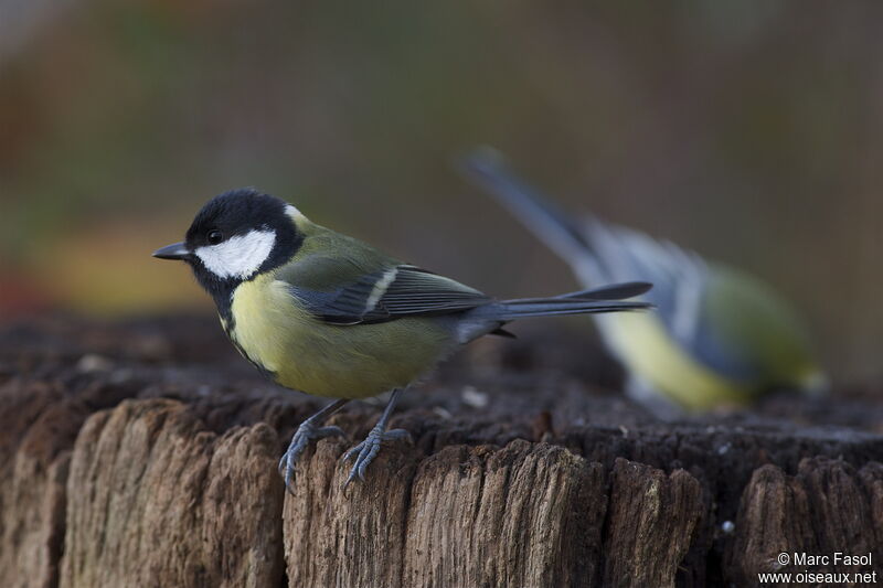 Great Titadult post breeding, identification, Behaviour