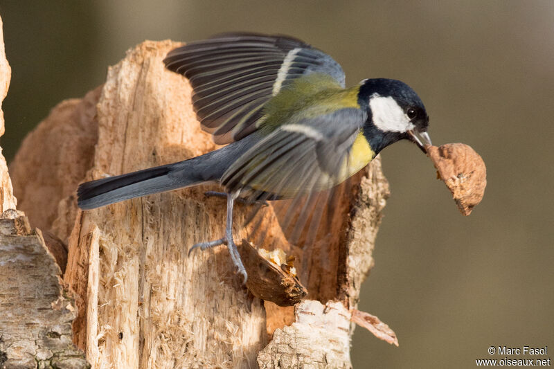 Mésange charbonnièreadulte, régime