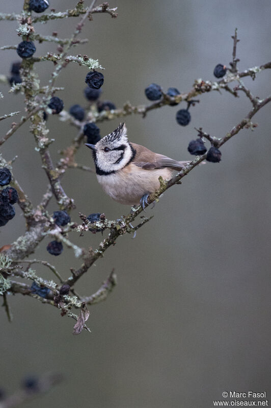 Mésange huppée, identification