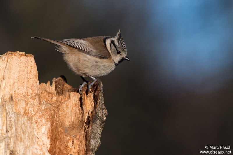 Crested Titadult post breeding