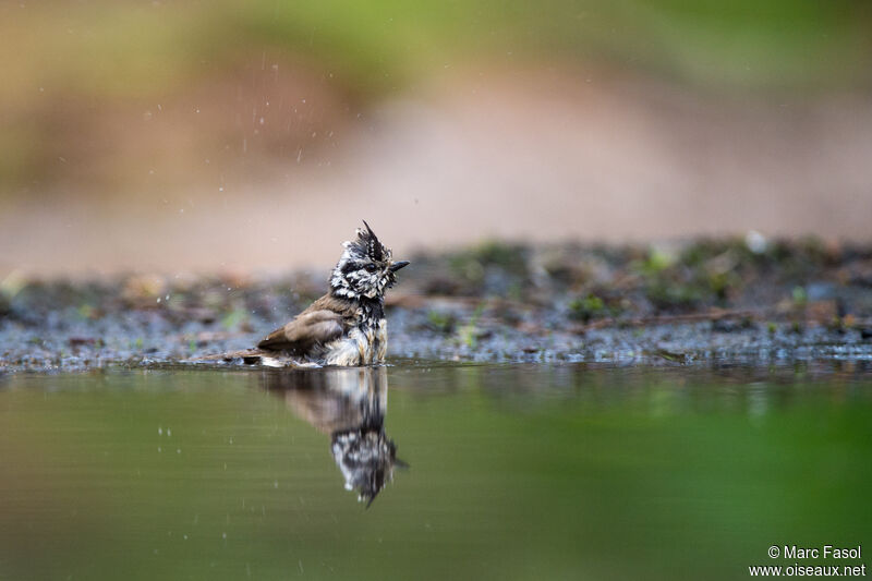 Mésange huppéeadulte, soins