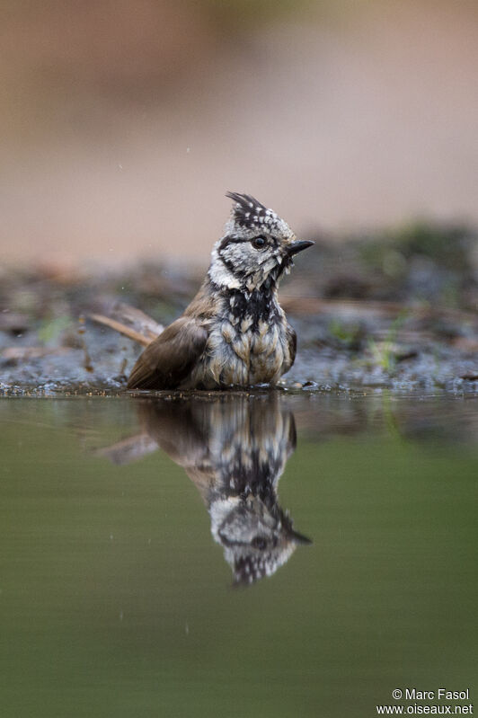 Mésange huppéeadulte, soins