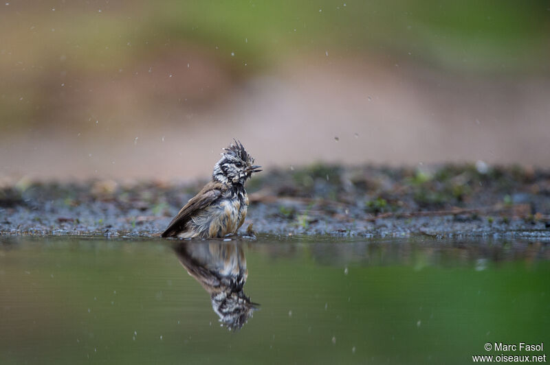 Mésange huppéeadulte, soins