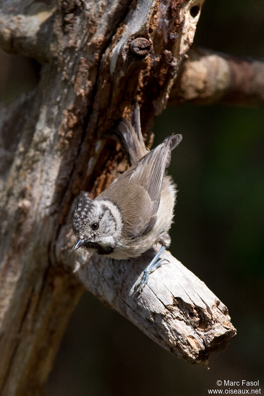 Mésange huppéeadulte, identification