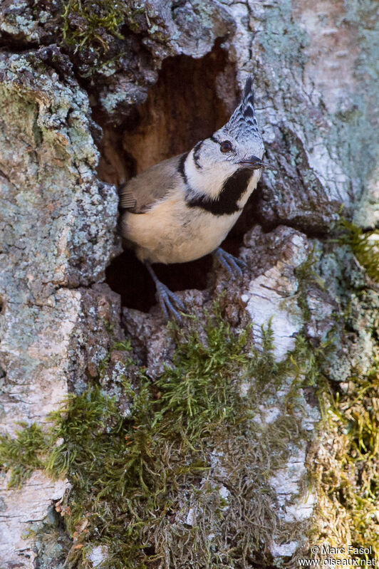 Crested Titadult, identification, Reproduction-nesting