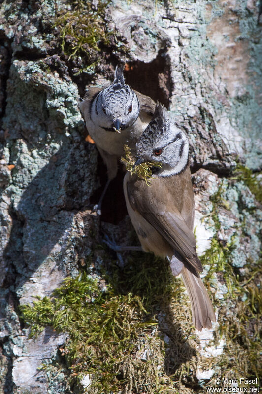 Mésange huppéeadulte nuptial, Nidification