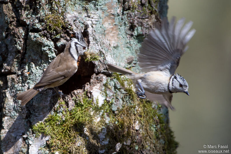 Crested Titadult breeding, Reproduction-nesting