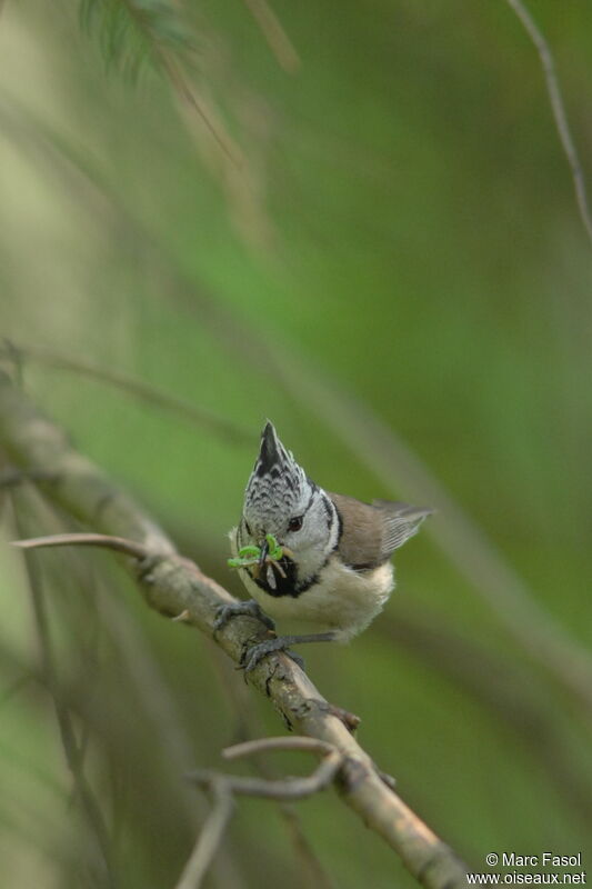 Crested Titadult breeding, feeding habits, Reproduction-nesting