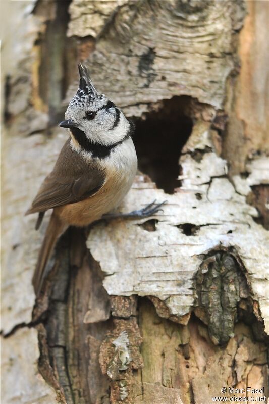 Mésange huppéeadulte, Nidification