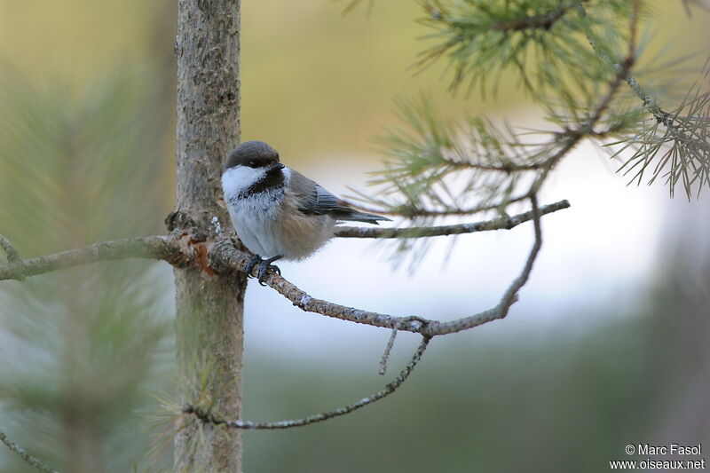 Grey-headed Chickadeeadult post breeding, identification