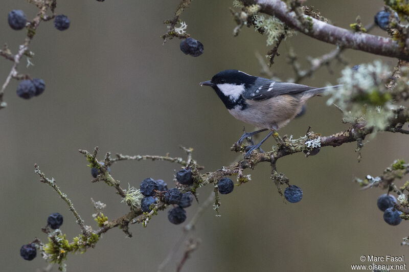 Coal Titadult post breeding, identification