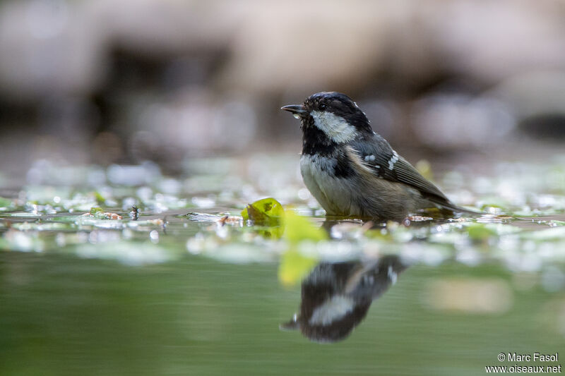 Mésange noireadulte, soins