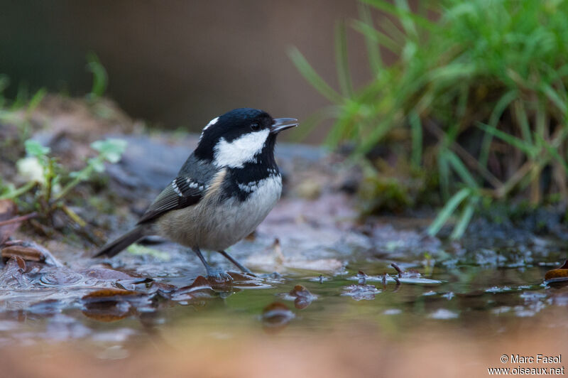 Mésange noireadulte, identification, boit