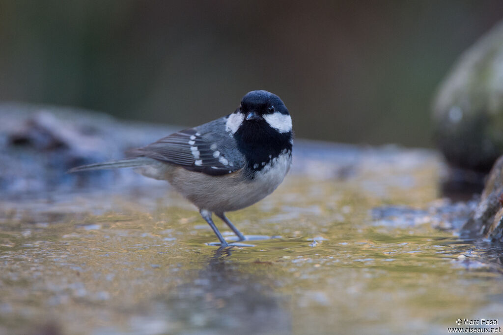 Mésange noireadulte, boit