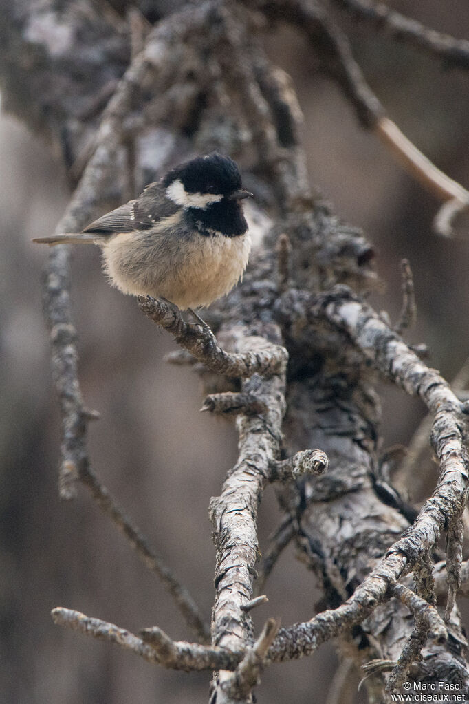 Coal Tit