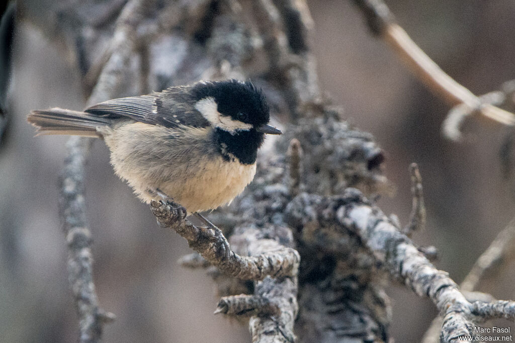 Coal Tit
