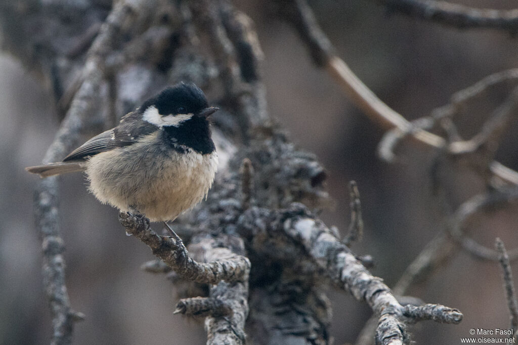 Coal Tit