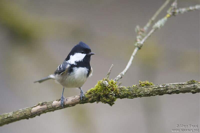 Coal Titadult post breeding, identification