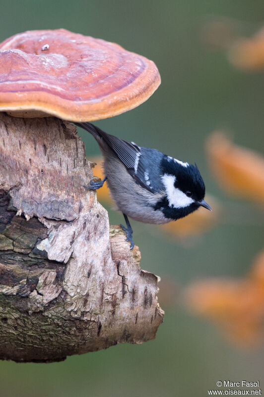 Coal Titadult post breeding, identification