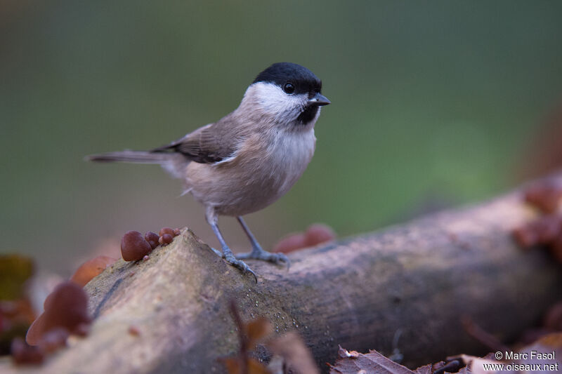 Mésange nonnetteadulte, identification