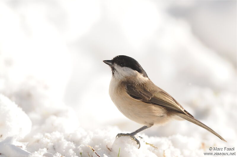 Mésange nonnette, identification