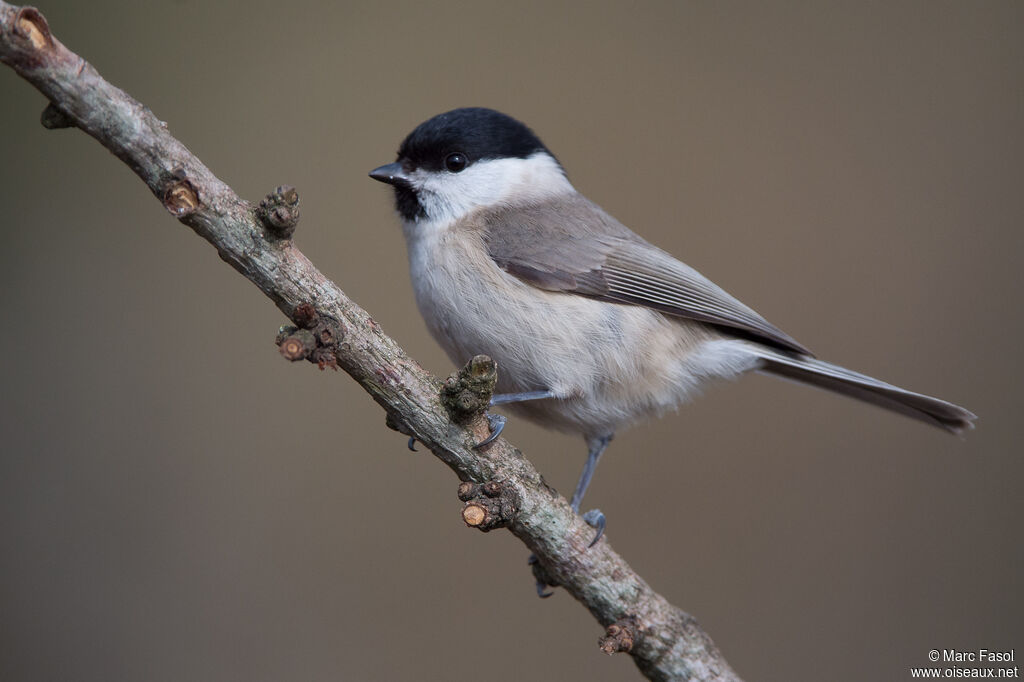 Mésange nonnetteadulte, identification