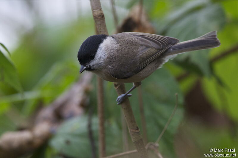 Mésange nonnetteadulte, identification