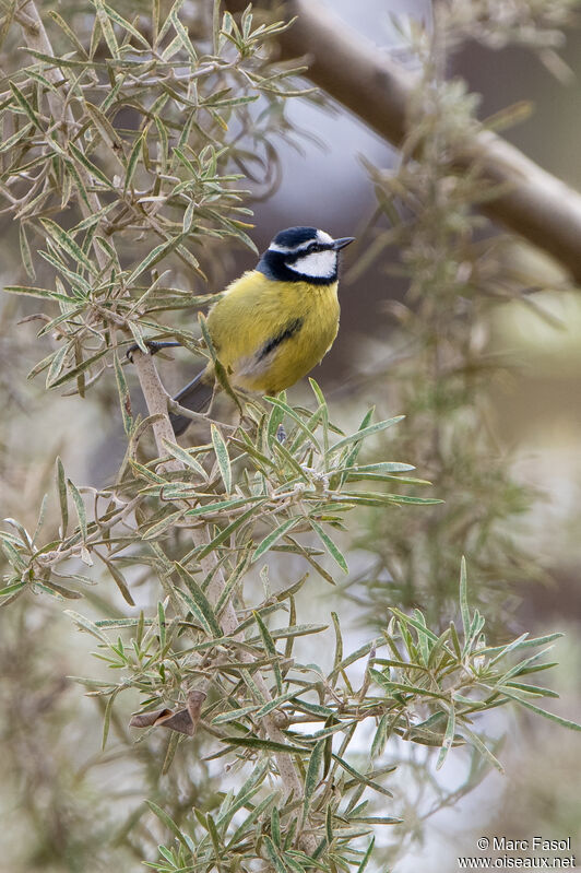 Mésange nord-africaineadulte, identification