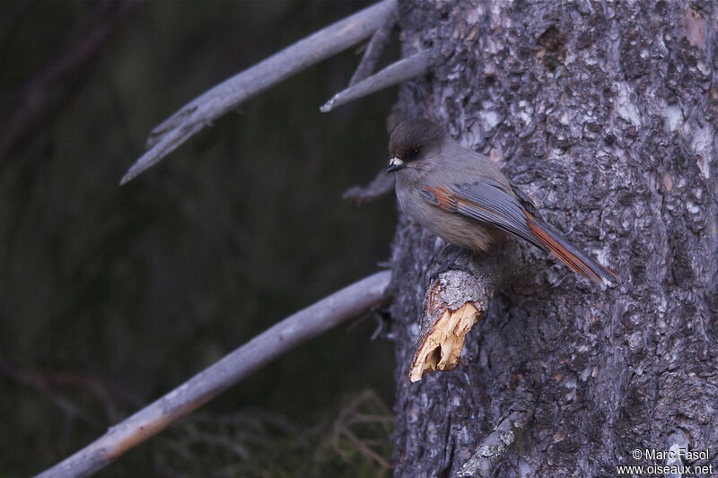 Mésangeai imitateuradulte nuptial, identification