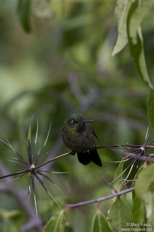 Tyrian Metaltailadult, identification