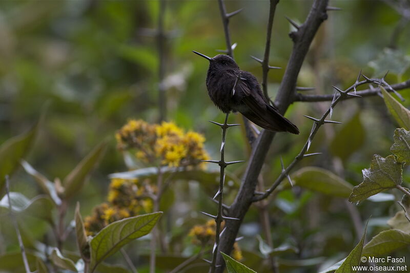 Black Metaltailadult, identification