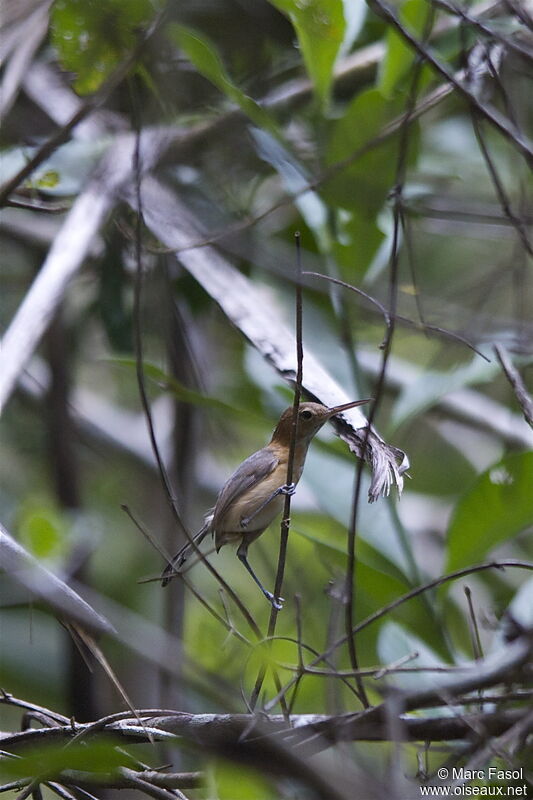 Microbate à long becadulte nuptial, identification, Comportement