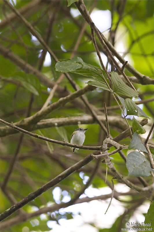 Short-tailed Pygmy Tyrantadult, Behaviour