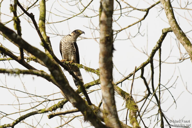 Hook-billed Kitejuvenile, identification