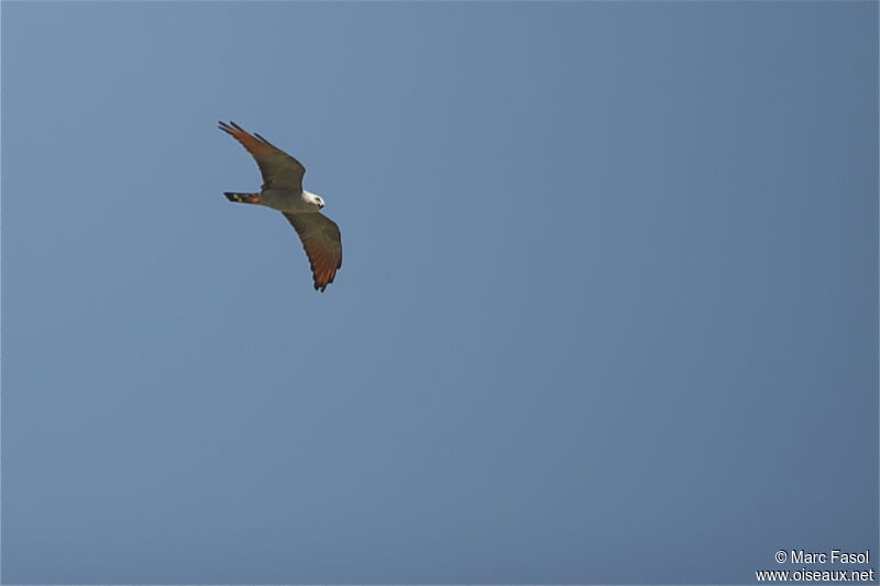 Plumbeous Kiteadult, Flight