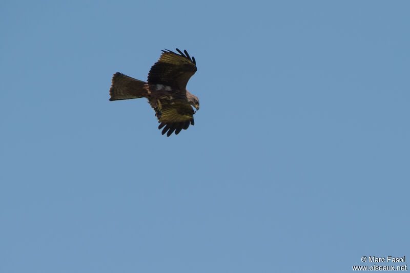 Black Kiteadult, Flight