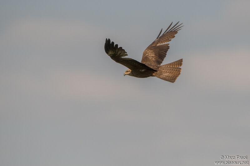 Black Kiteadult, moulting, Flight