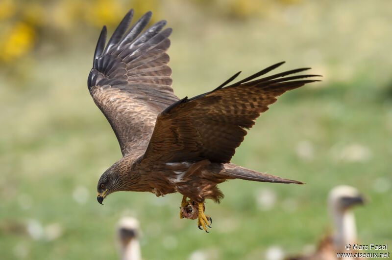 Black Kite