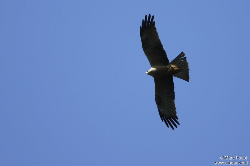 Black Kiteadult breeding, Flight