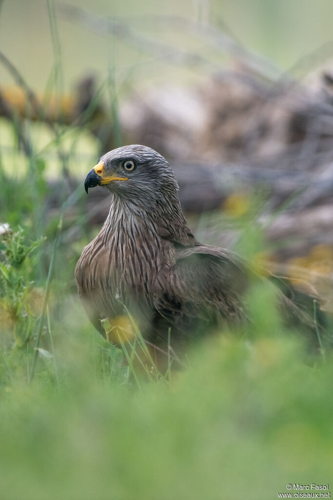 Black Kite