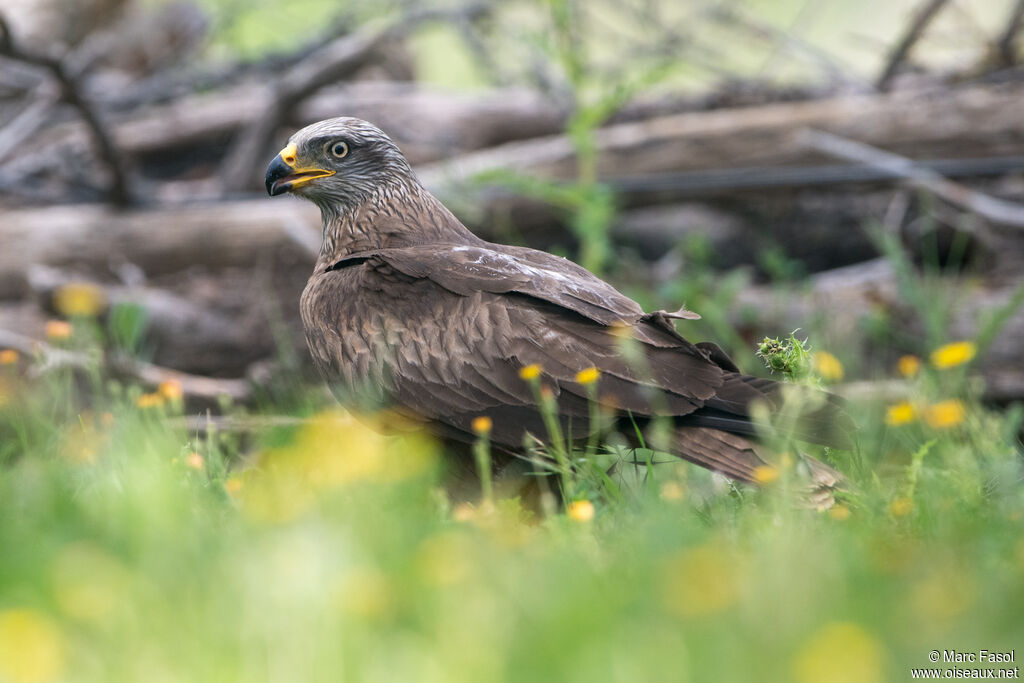 Black Kite