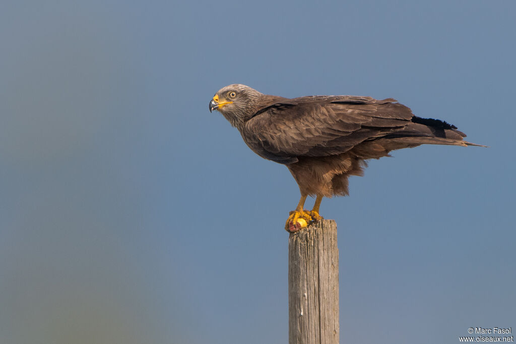 Black Kite